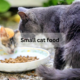 Small cat food